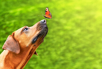 Rhodesian ridgeback dog with a butterfly on its nose over green background