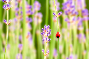 Ladybug on lavender flowers over green blurred background 