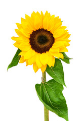 Sunflower on white background closeup