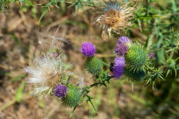 Schottische Distel, Blüte in Lila in den Highlands von Schottland