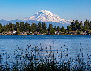 snow capped Mt.Rainier with reeds and blue colored lake Tapps on the foreground.