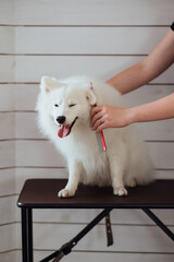 Snow-white dog Japanese Spitz breed is being prepared for the exhibition, the process of combing the dog in pet house
