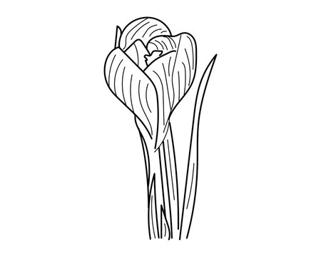 Linear Crocus flower vector illustration isolated on white background. saffron line art. Cute hand drawn Crocus flower in black outline. 
