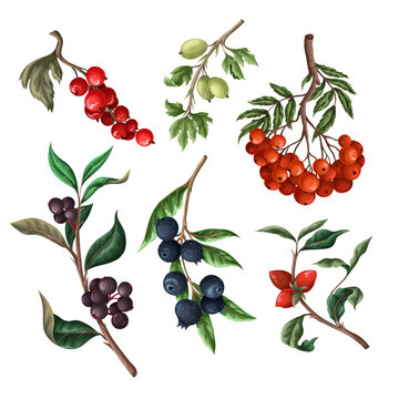 Berries, such as rowan, blueberries and other isolated. Vector.