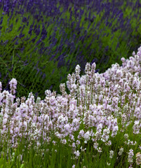 Fototapeta premium close up shot of lavender flowers.