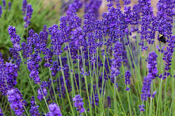 Naklejka premium close up shot of lavender flowers.
