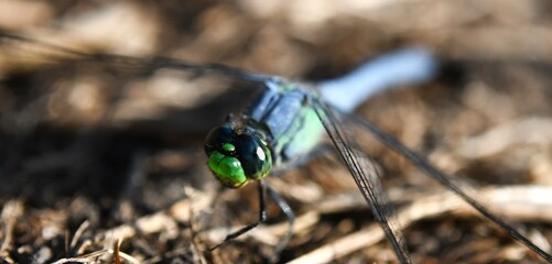 blue and green dragonfly