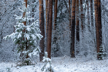 Pine winter forest. Snow covered trees in the winter forest.