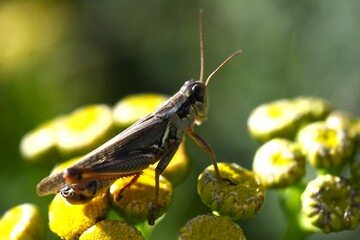 grasshopper on a flower