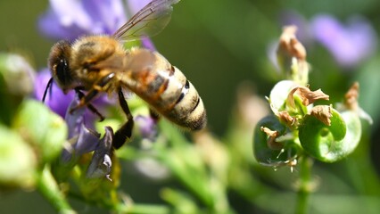 bee on a flower