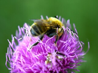 bee on a flower