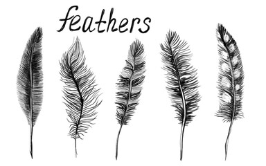 A set of rustic realistic feathers of different birds. Engraving, template, clipart, sketch. Vector illustration hand-drawn.
