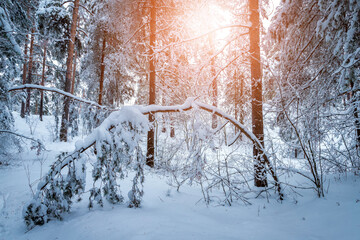 Majestic winter landscape. Winter sunrise in the forest.