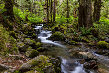 Naklejka na ściany i meble serene and tranquil flowing stream of water in a green forest in Washington State.