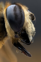 common drone fly, hover fly. Extreme macro (Focus stacking)