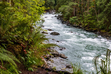 Obraz premium raging clear waters of Nooksack River in Mt. Baker-Snoqualmie National Forest passing across evergreen forest.