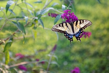 Swallowtail butterfly on a fuchsia butterfly bush