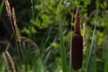 Reeds by the Forest