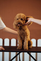 Beautiful brown Poodle in pet house with dog trainer
