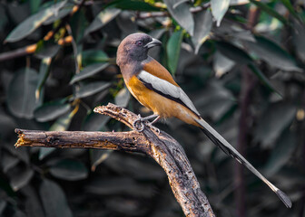 A Treepie Rufous resting on a branch