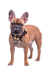 The portrait of the french bulldog Dog