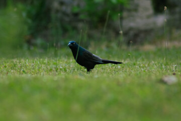 Blackbird looking across