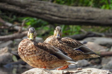Fototapeta premium canard sauvage nature regard