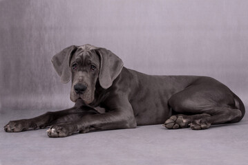 portrait of Blue Puppy Great Dane Dog