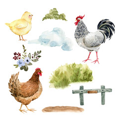 set of poultry hen and nature on white background, watercolor illustration. - 525393142