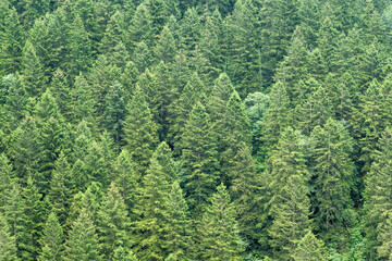 Obraz premium fir trees forest evergreen background