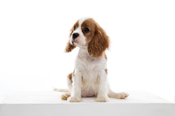 cavalier king charles spaniel