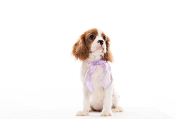 cavalier king charles spaniel