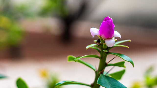 photo of a beautiful bud of roses with blurred background