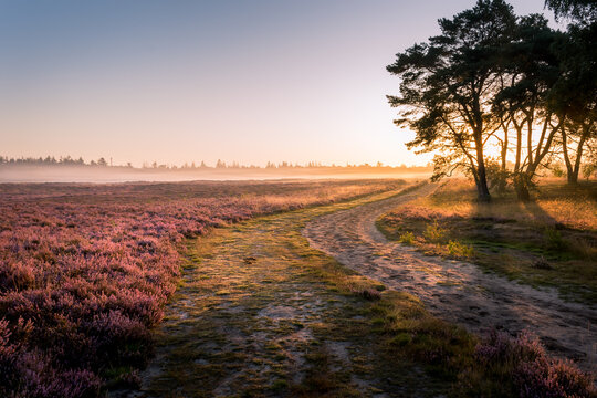 Heath bloom in Ede (Ginkelse heide) The Netherlands. 