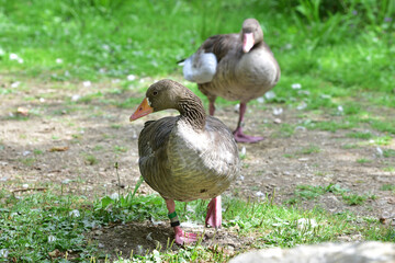 Graugänse im Wildpark in Grünau im Almtal, Österreich