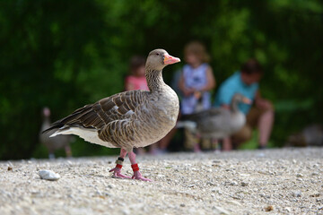Graugänse im Wildpark in Grünau im Almtal, Österreich