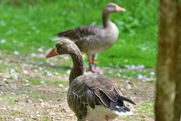 Graugänse im Wildpark in Grünau im Almtal, Österreich