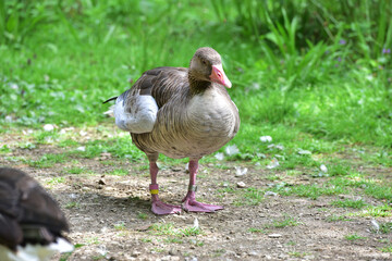 Graugänse im Wildpark in Grünau im Almtal, Österreich