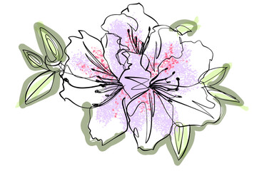 Flowering rhodadendrons, drawing in ink and paint