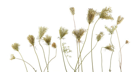 Wild flowers Daucus carota with seeds  isolated on white background. Meadow grasses flowers with umbels, fruit clusters. - obrazy, fototapety, plakaty