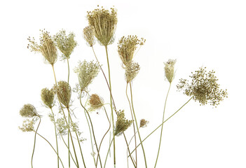 Wild flowers Daucus carota with seeds  isolated on white background. Meadow grasses flowers with umbels, fruit clusters. - obrazy, fototapety, plakaty