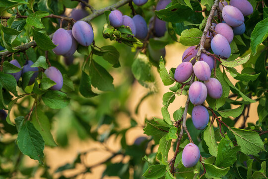 Reife Zwetschgen am Ast im Abendlicht