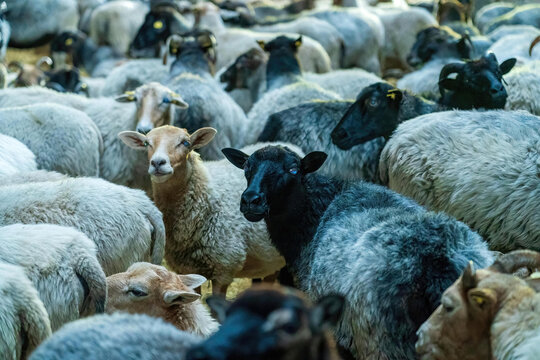 Heidschnucken und andere Schafe in einer Herde