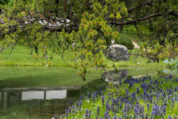 Tranquil scene in Japanese garden: Lavender, reflection, pine tree. Montreal Botanical Garden Japanese strolling garden. 