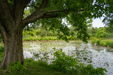 Montreal Botanical Garden Flowery Brook and Lilacs Garden with large pond filled with lily pads. Adirondack chair ready for relaxing and enjoying the park. 
