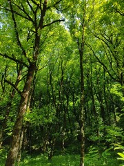 forest in the morning