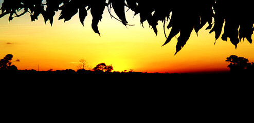 beautiful sunset at the farm with foliage making silhouette