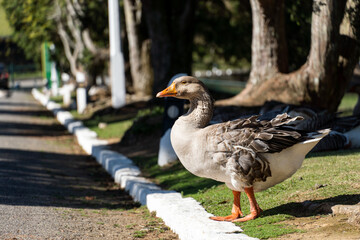 Goose on the shores of Lake Comary. Sunny day with a lot of wind. In the region there are many animals like this in the midst of nature. Mountain region of Rio de Janeiro, Brazil.