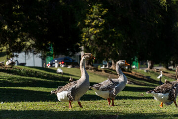 Geese on the shores of Lake Comary. Sunny day with a lot of wind. In the region there are many animals like this in the midst of nature. Mountain region of Rio de Janeiro, Brazil
