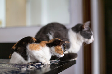 Two playful cats looking away, staring at their owner. Selective focus on kitty